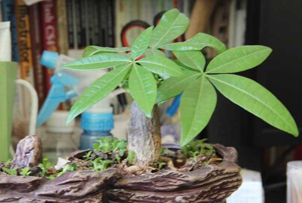 发财树多久浇一次水 发财树的浇水方法