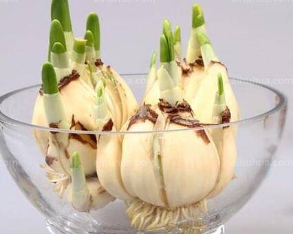 水仙花种球的挑选方法技巧