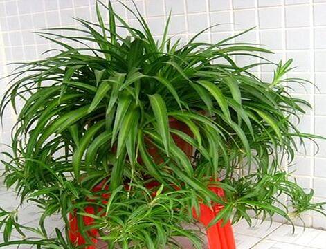 秋冬吊兰这样养不发黄还容易爆盆