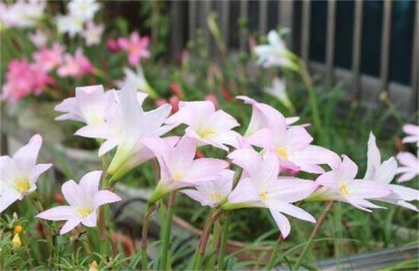 风雨兰怎么养多开花的4个关键技巧