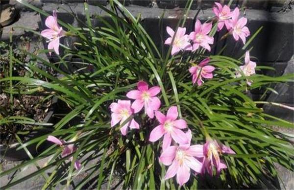 风雨兰怎么养多开花的4个关键技巧