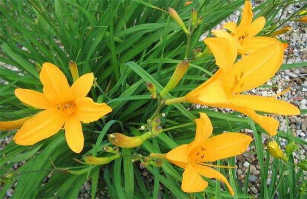 忘忧草的正确养护方法