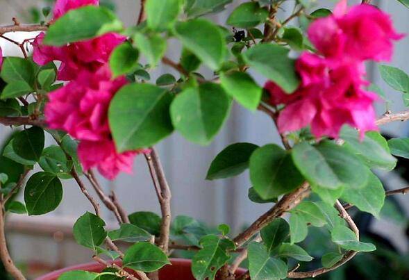 三角梅扦插苗新叶蔫了怎么办