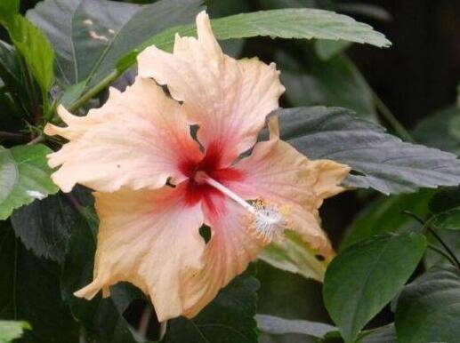 扶桑花多开花的养护诀窍