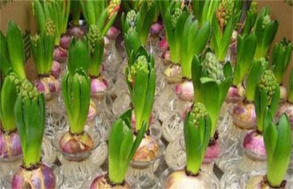 风信子开花后的处理方法