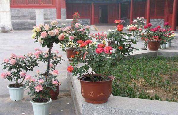 盆栽月季开花不断的养护技巧