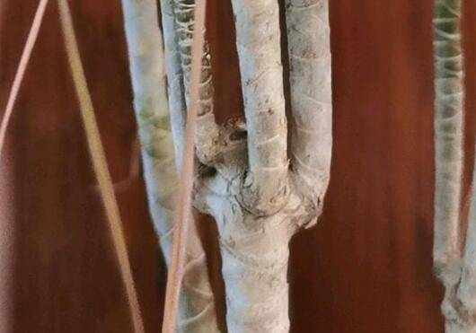 千年木打顶分头技巧_砍头注意事项