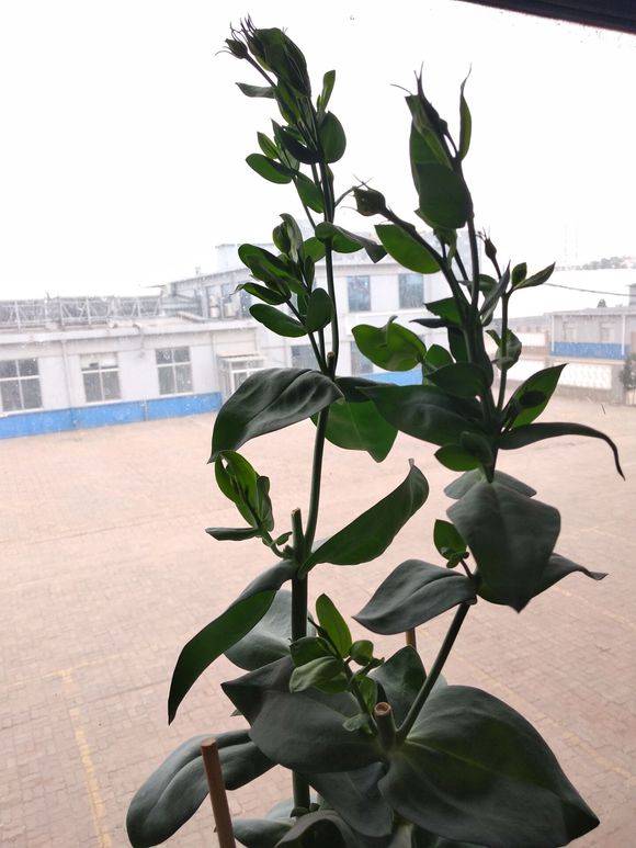 洋桔梗花后修剪方法图解