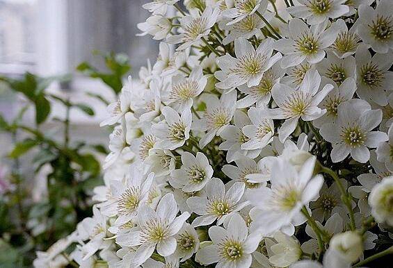 铁线莲银币的过冬养护技巧