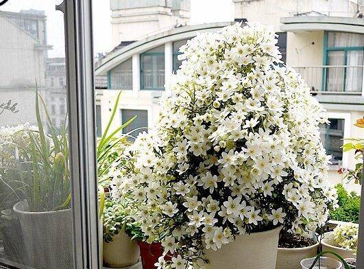 铁线莲银币的过冬养护技巧