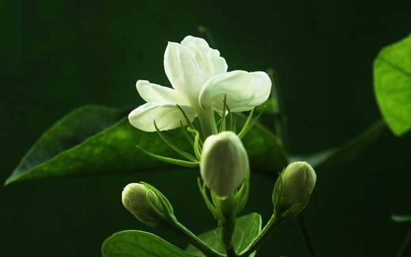 茉莉花肥自制方法