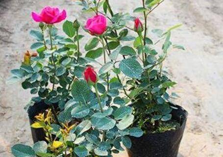 玫瑰花换盆后的养护技巧