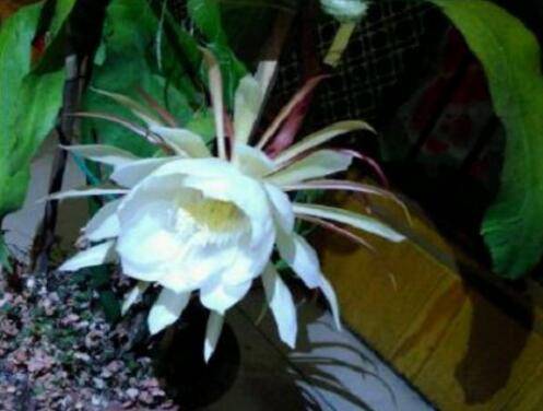 让昙花白天开花的养护诀窍