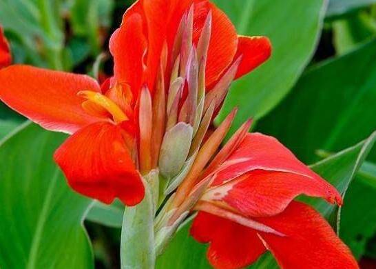 美人蕉盆栽怎么矮化