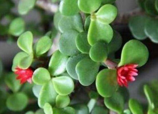 金枝玉叶怎么养护能开花