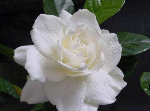 记住这四种情况不要给栀子花喷水