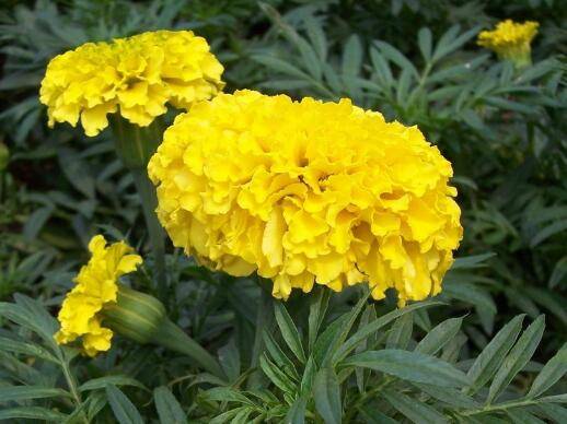 万寿菊不开花是哪些原因引起的