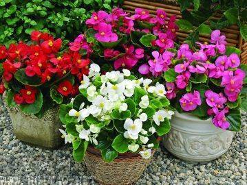 玻璃海棠怎么养能花开不断,玻璃海棠养护注意2