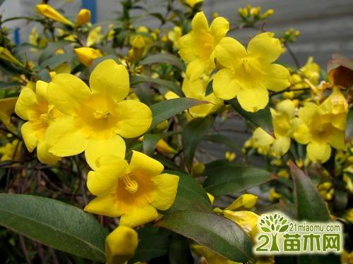 法国香水花好养吗??法国香水百合的养殖方法和法国香水百合的