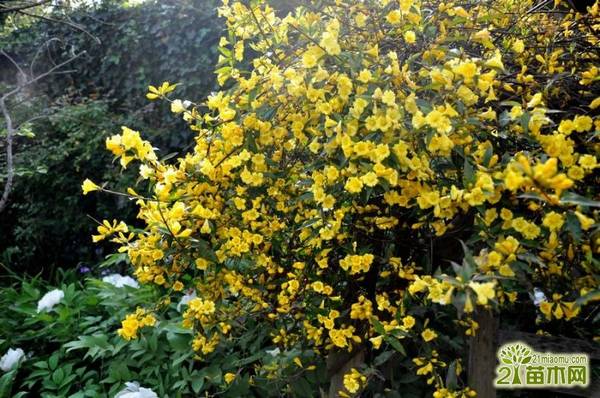 法国香水花好养吗??法国香水百合的养殖方法和法国香水百合的