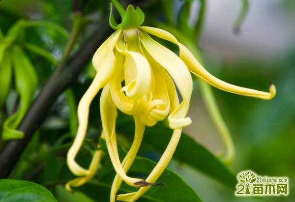 法国香水花好养吗??法国香水百合的养殖方法和法国香水百合的