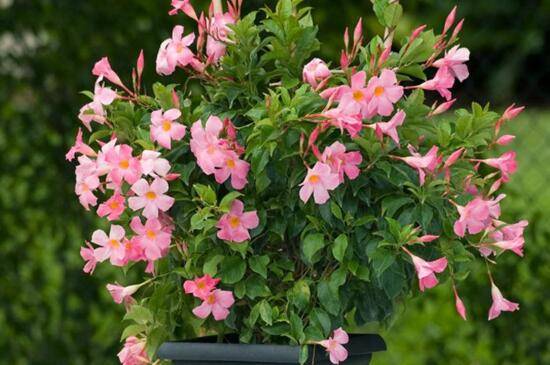 冬天养花怎么保温?几种花卉保温方法分享