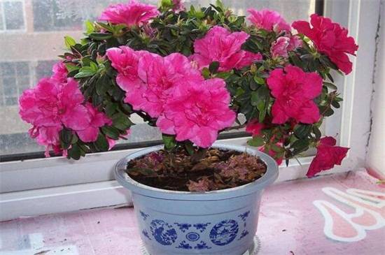 西洋杜鹃花过冬怎么养?做好这4点让它安全越冬