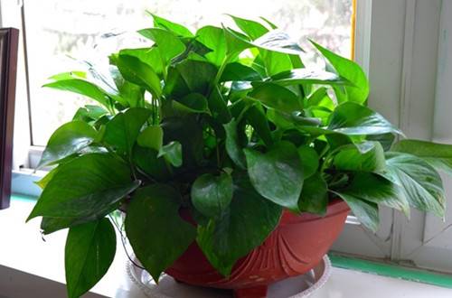 1513152570140929.jpg 观叶植物用什么擦叶子又绿又亮