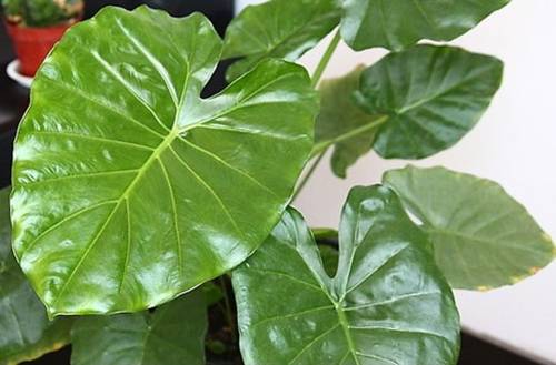 1513152532175569.jpg 观叶植物用什么擦叶子又绿又亮