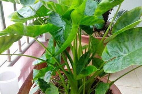 1460341623122799.jpg 滴水观音春天怎么养护?注意7个关键养护要点