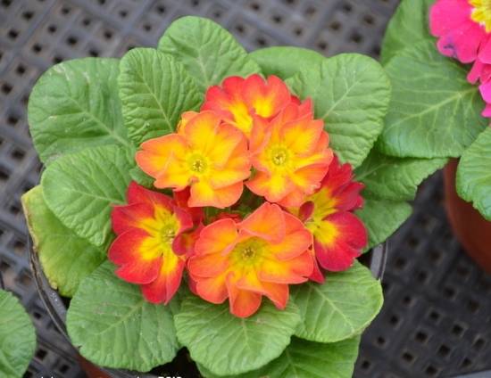 迷人的报春花 春季盆花出室养护要点