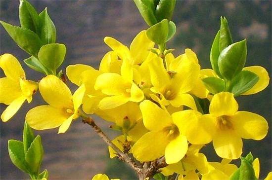 春季盆花出室养护要点