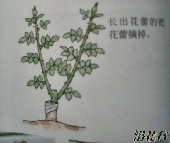 月季摘蕾心得:几种月季摘蕾情况分析