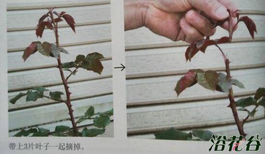 月季摘蕾心得:几种月季摘蕾情况分析