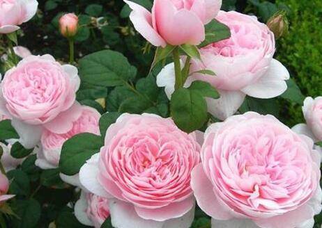 月季花怎么修剪?月季修剪方法