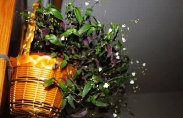 婚纱吊兰怎么养茂盛?婚纱吊兰养殖方法和注意事项