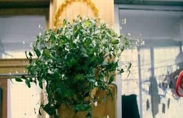 婚纱吊兰怎么养茂盛?婚纱吊兰养殖方法和注意事项