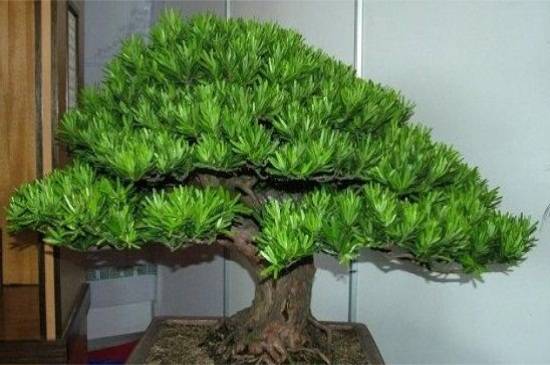 罗汉松盆景的修剪方法