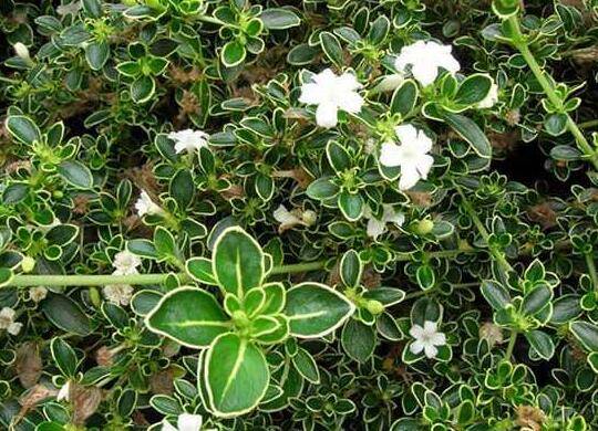 六月雪的正确浇水方法和注意事项