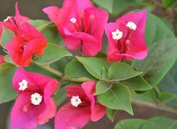 三角梅矮化的截干方法及养护