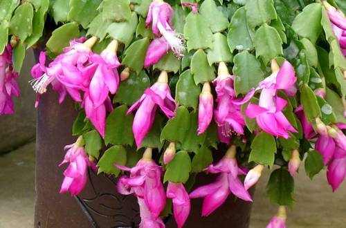 1552103659111710.jpg 我的蟹爪兰为什么不开花 蟹爪兰开花养护技巧