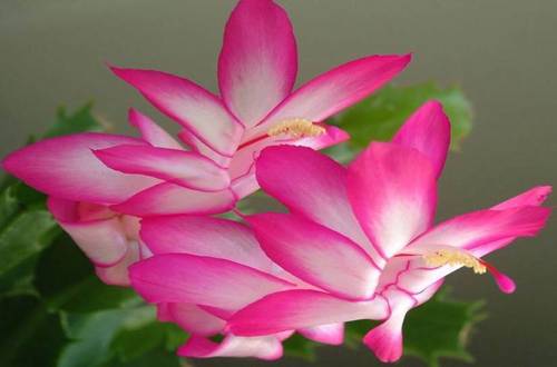 1552103670113750.jpg 我的蟹爪兰为什么不开花 蟹爪兰开花养护技巧