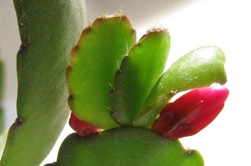 1552103862104851.jpg 我的蟹爪兰为什么不开花 蟹爪兰开花养护技巧