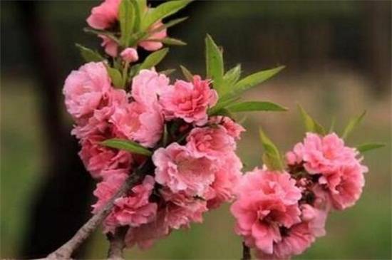 垂枝碧桃的养殖方法