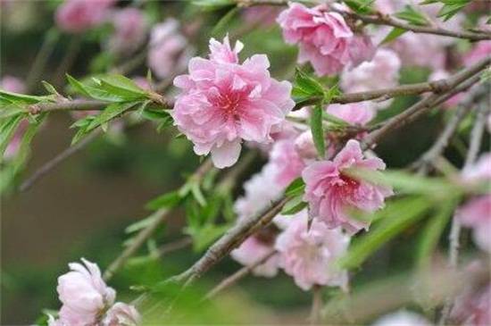 垂枝碧桃的养殖方法
