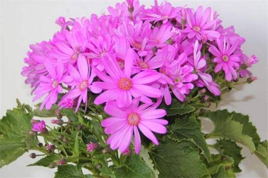 瓜叶菊好养吗 瓜叶菊的养护技巧