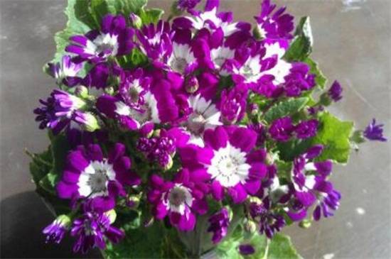 瓜叶菊好养吗 瓜叶菊的养护技巧