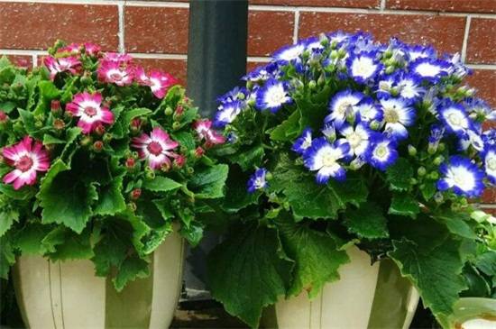 瓜叶菊好养吗 瓜叶菊的养护技巧