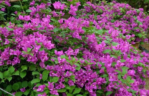 三角梅老掉花的原因及解决办法