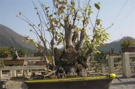 腊梅花春天怎么养 腊梅的春天养殖方法